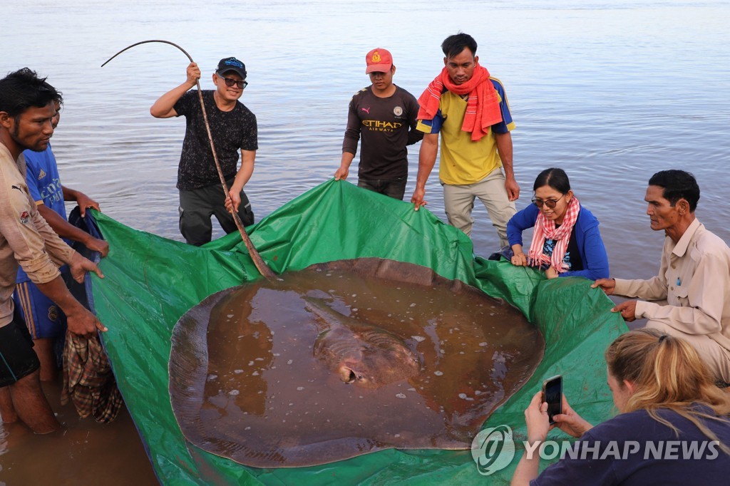 [월드&포토] 메콩강서 잡힌 4ｍ짜리 거대 가오리