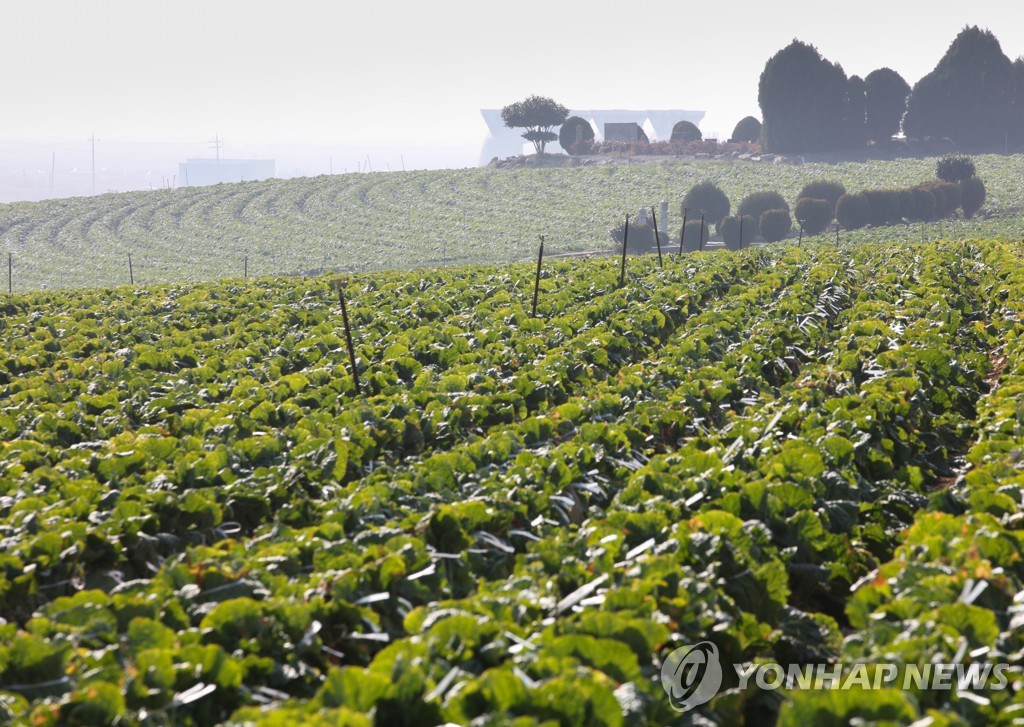 공급감소에 엽근채소 가격 뛴다…5월 배추 도매가 평년대비 51.4%↑