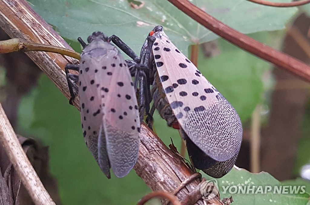 전북도, 영농철 맞아 꽃매미 등 외래병해충 긴급 방제