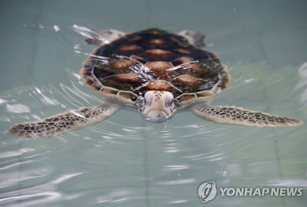 여긴 어디?…바다거북 장거리 항해하는 건 심각한 방향치라서