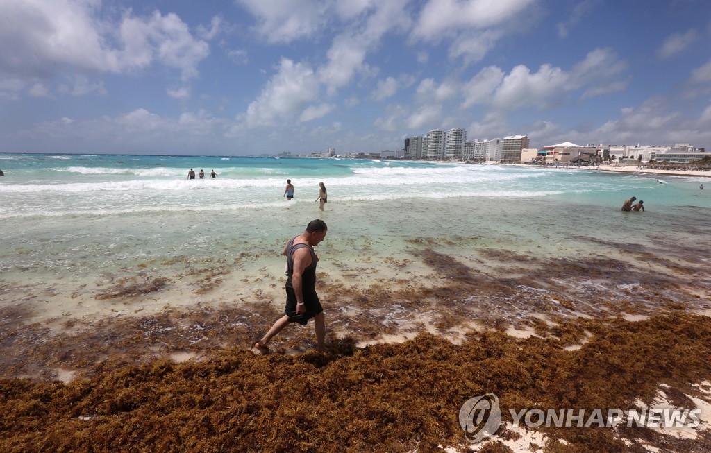 [월드&포토] 에메랄드빛 카리브해 습격한 갈색 해조류