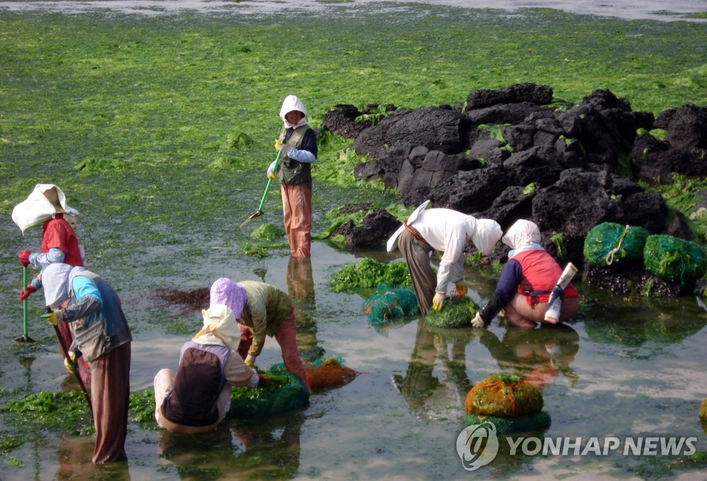 제주 바다 골칫거리 구멍갈파래 항당뇨·항비만 효능