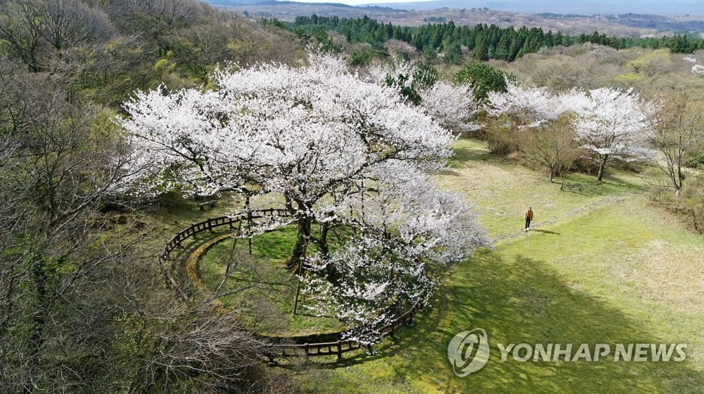 제주서 '왕벚나무 생물 주권 찾기' 전문가 포럼 열린다