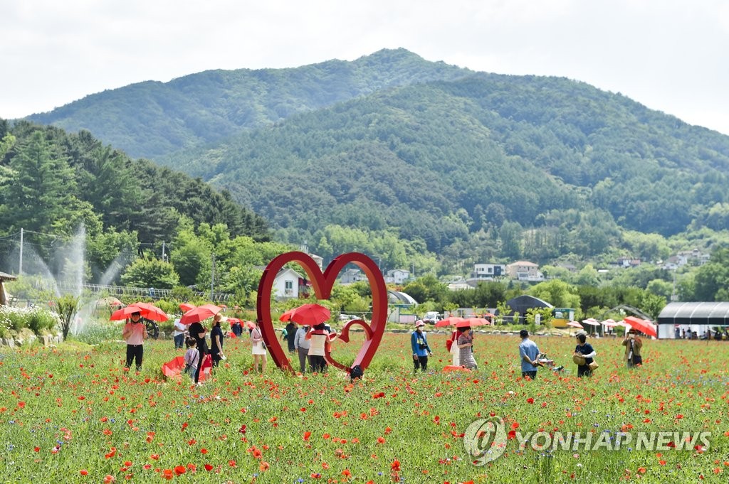 '붉은 양귀비의 유혹' 원주 용수골 꽃양귀비 축제 25일 개막