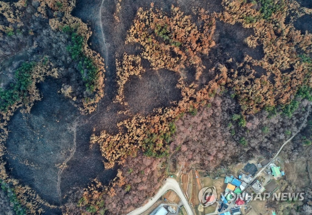 환경단체 "동해안 산불 지역 자연 복원해야"