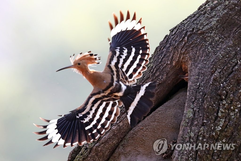 후투티·오색딱따구리…새들의 세상 경주 황성공원