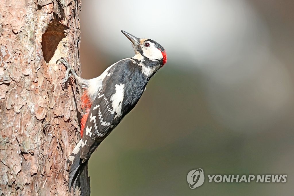 오색딱따구리·후투티 부화에…경주 황성공원 사진작가 몰려