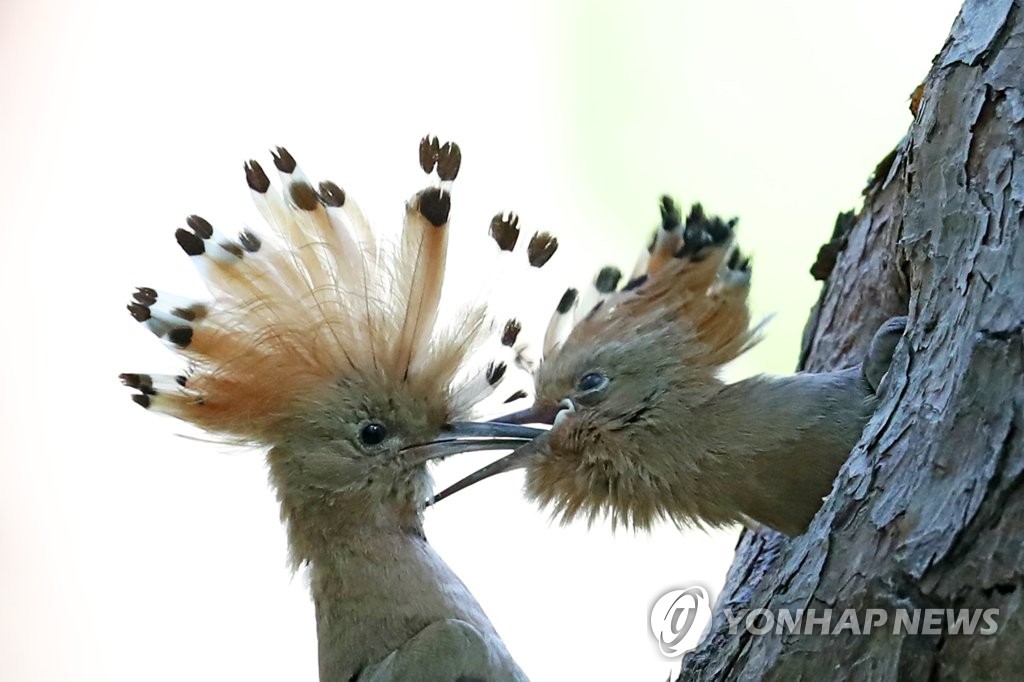 오색딱따구리·후투티 부화에…경주 황성공원 사진작가 몰려