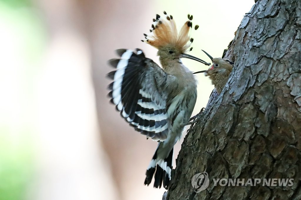 오색딱따구리·후투티 부화에…경주 황성공원 사진작가 몰려