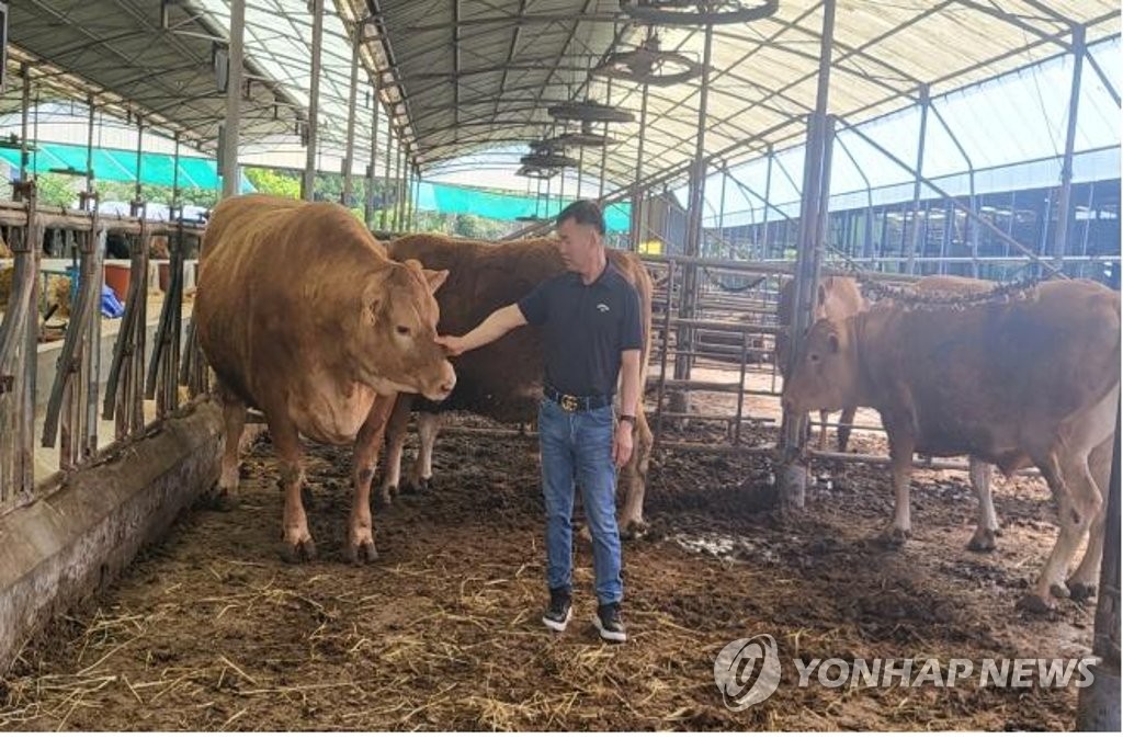 제주 강태백 씨 '슈퍼 한우' 3마리 동시 출하…평균 1천32㎏