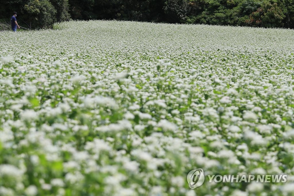 제주 대체로 맑음…짙은 안개 교통안전 '주의'