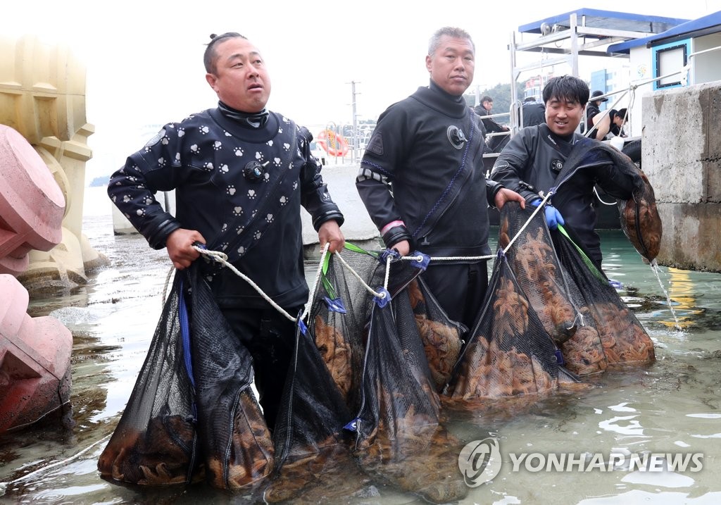 '바다해적' 불가사리가 점령한 강릉해중공원…다이버들 구제작업