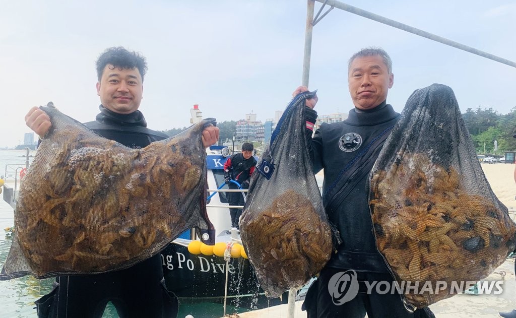 '바다해적' 불가사리가 점령한 강릉해중공원…다이버들 구제작업