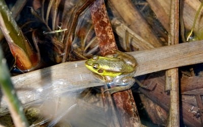 멸종위기 '금개구리' 서산 천수만 버드랜드 습지서 첫 발견
