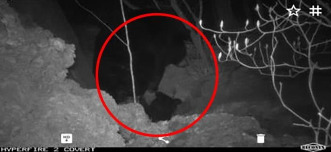 무인센서카메라에 포착된 첫 4세대 지리산 반달가슴곰. /사진=연합뉴스