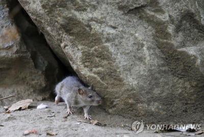 뉴욕 거리 점령한 쥐떼, '인간 일상회복'에 음지 돌아갈까