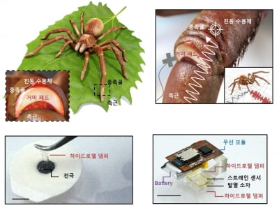 성대 연구팀, 거미 다리 착안해 '진동노이즈 필터링' 소재 개발