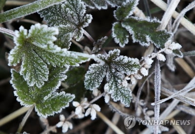 강원 내일까지 아침 기온 '뚝'…오월 서리에 농작물 냉해 조심