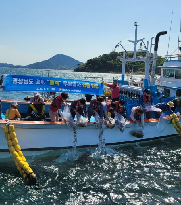 경남도, 도어 ‘볼락’ 우량종자 집중방류