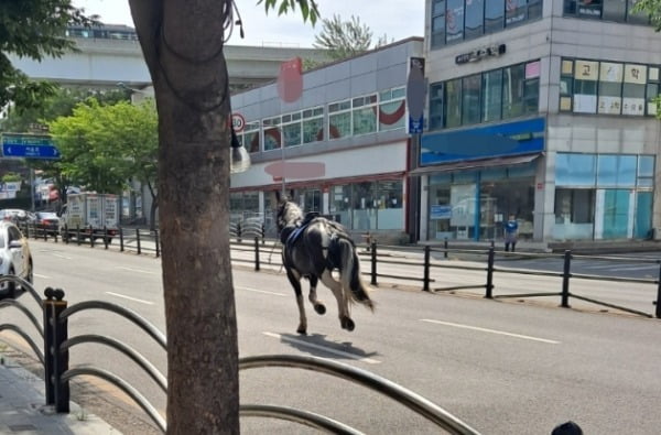 인천 도로 위를 홀로 내달리는 말 한마리. /사진=연합뉴스 