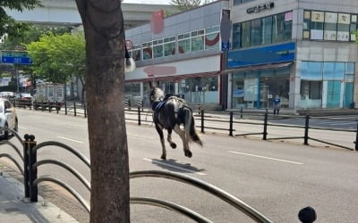 도로서 말 타던 60대 낙마…말 홀로 승마장 복귀한 사연