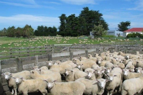 뉴질랜드 환경부는 이번 법안 마련으로 뉴질랜드가 가축에서 발생한 온실가스에 대해 농가에 비용을 부과하는 최초의 국가가 될 것이라고 밝혔다. 사진은 뉴질랜드 양 목장. /사진=연합뉴스 
