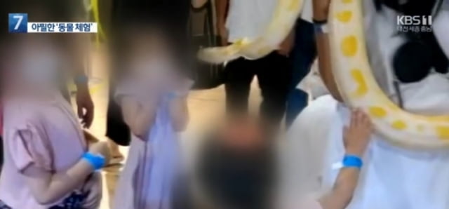 대전의 한 실내동물원에서 뱀 만지는 체험행사에 참여했던 어린이가 뱀에 손가락을 물리는 사고가 발생했다. / 사진=KBS