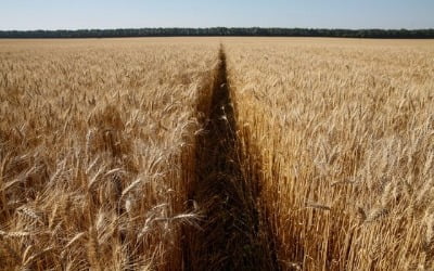 빵 가격 더 오르나…우크라 "6월 곡물 수출 55% 급감"
