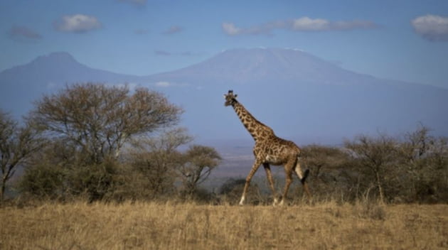 아프리카 케냐 암보셀리 국립공원에서 기린이 아프리카 최고봉인 킬리만자로를 배경으로 초원을 거닐고 있는 모습. /사진=연합뉴스 