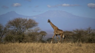 '멸종 위기' 처한 기린, 아프리카서 35년 만에 40% 감소