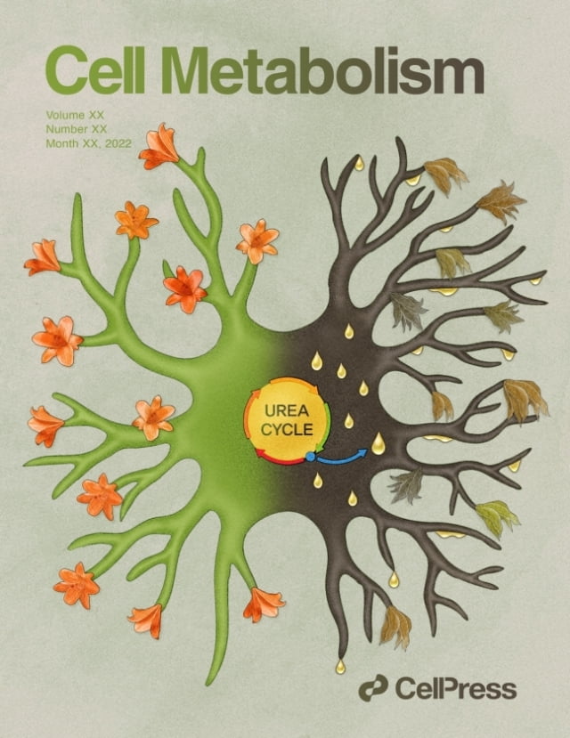 알츠하이머 치매의 기억력 감퇴가 뇌 속 반응성 별세포(reactive astrocyte)의 '요소회로'가 치매를 촉진한다는 사실을 규명. / 기초과학연구원(IBS)