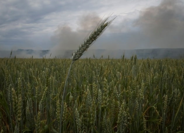 Fumaça sobe perto de um campo de trigo na região de Bakhmut, no leste da Ucrânia / REUTERS