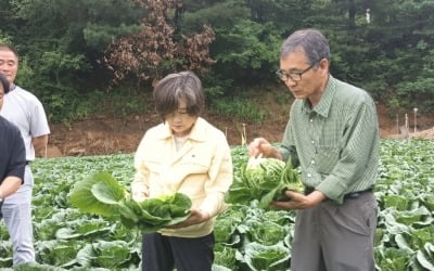 한국농수산식품유통공사, 농산물 수급불안 대비 봄배추·봄무 긴급 비축