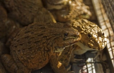 프랑스·벨기에 유별난 식도락 문화…일부 '개구리 종' 멸종 위기 