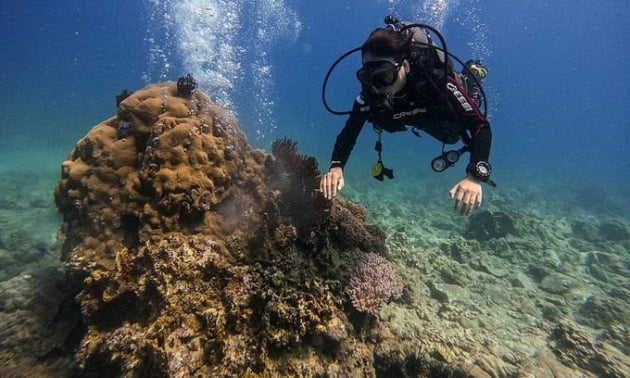 나짱의 문섬 부근에서 산호초를 보고 있는 스쿠버다이버. /사진=연합뉴스 