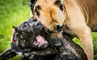 개 사육시설에 러닝머신이?…투견 훈련·동물 학대 의심