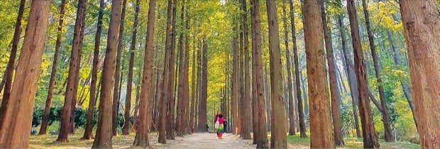 울산대공원 메타세쿼이아길에서 한 관광객이 사진촬영을 하고 있다.    /울산시설공단 제공 