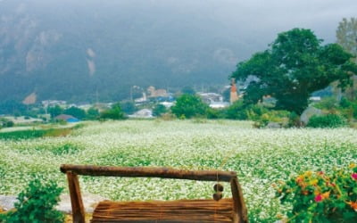 충북 보은 구병리마을, 충북 알프스서 옥수수·감자 캐며 산촌 힐링