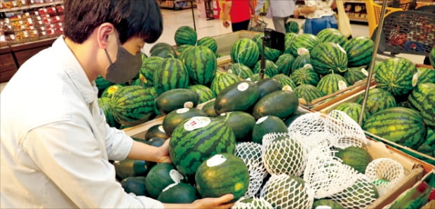 21일 이마트의 한 직원이 수박의 크기를 비교하고 있다.  이마트  제공 