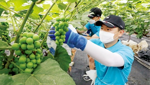 [포토] 농촌 일손 돕기 나선 공군 장병들  