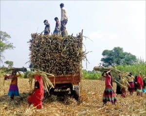 Agricultores colhem cana-de-açúcar em Kobe, Maharashtra, Índia.  Notícias da Reuters Yonhop 