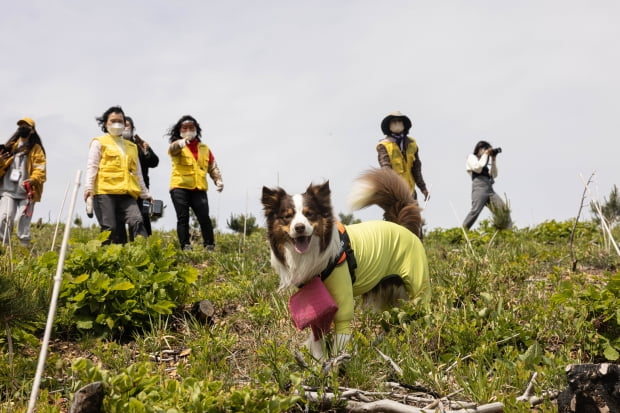 4월 30일 강원 강릉시 옥계면 현내리에서 열린 '산타독 프로젝트'에 참여한 강아지가 씨앗을 뿌리고 있다. 사진=AHA 제공