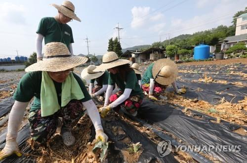 일손 부족 농촌에 '단비'…코로나19 이후 활기 띠는 대학생 농활