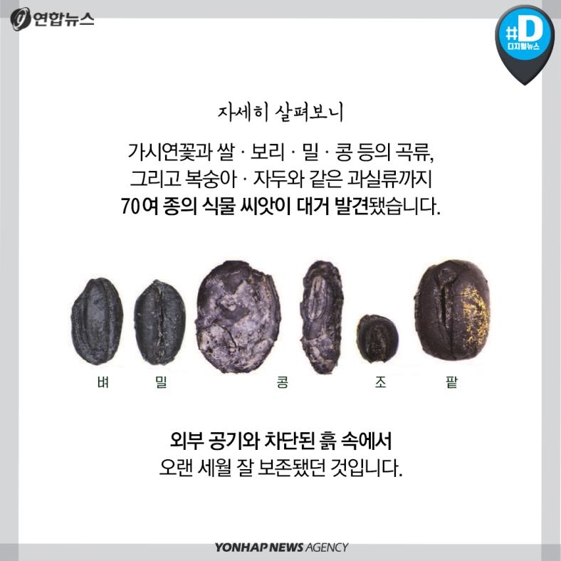 [카드뉴스] '1천600년을 버텨낸 씨앗'으로 그린 그림 한 장