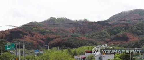 [동해안산불 100일] ① 임시주거시설 입주 마쳐…장마 산사태 우려