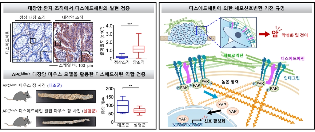 지스트, 암 전이 촉진 메커니즘 규명…항암제 특허출원