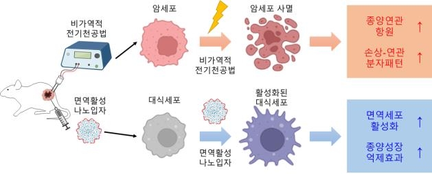 연구재단 "면역 활성 나노입자와 전기자극으로 항암 치료"