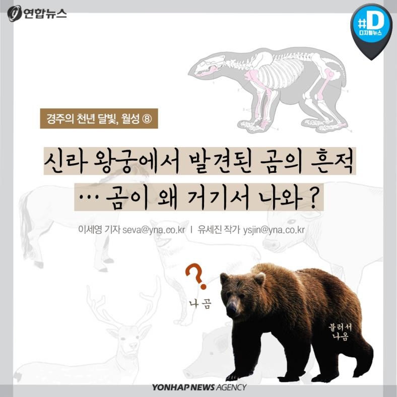 [카드뉴스] 신라 왕궁에서 발견된 곰 흔적,곰이 왜 거기서 나와?