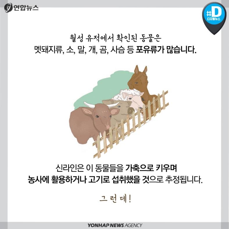 [카드뉴스] 신라 왕궁에서 발견된 곰 흔적,곰이 왜 거기서 나와?