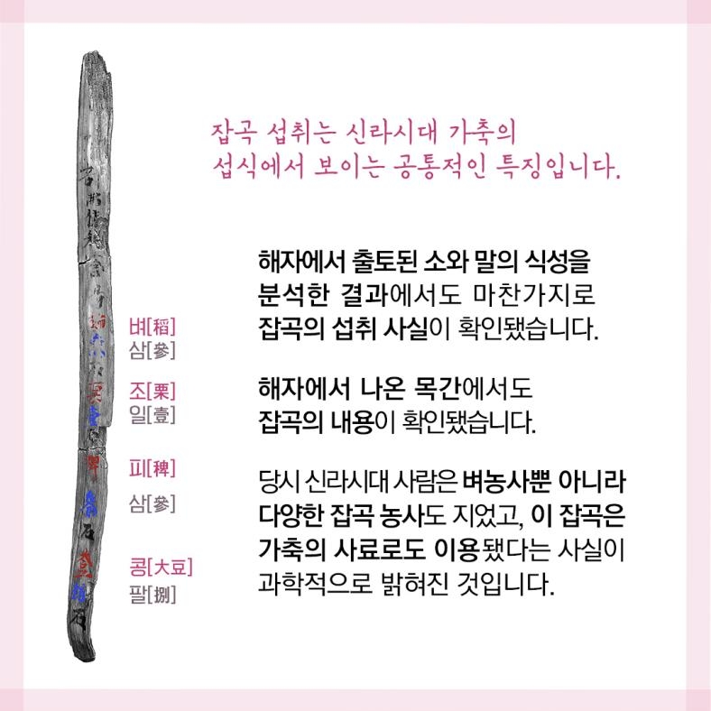 [카드뉴스] 신라 시대엔 가축을 어떻게 키웠을까?